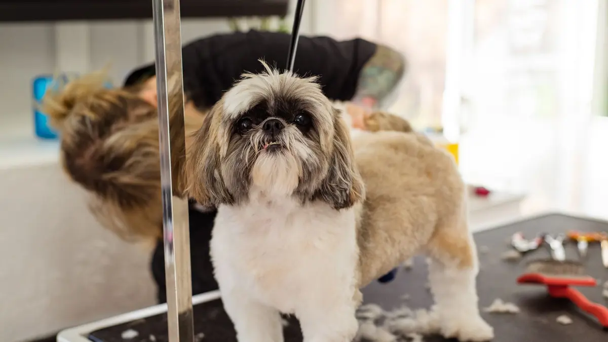 Un shih tzu de pie sobre la mesa de peluquería, con el cuerpo recortado y el pelo de la cara todavía largo, mira hacia arriba