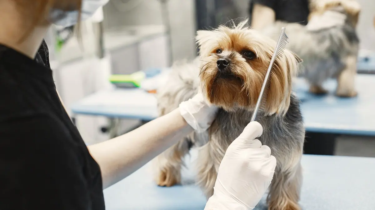 Una peluquera con guantes sostiene a un yorkshire terrier de pie sobre una mesa azul claro y apoya un peine de metal junto a su cara
