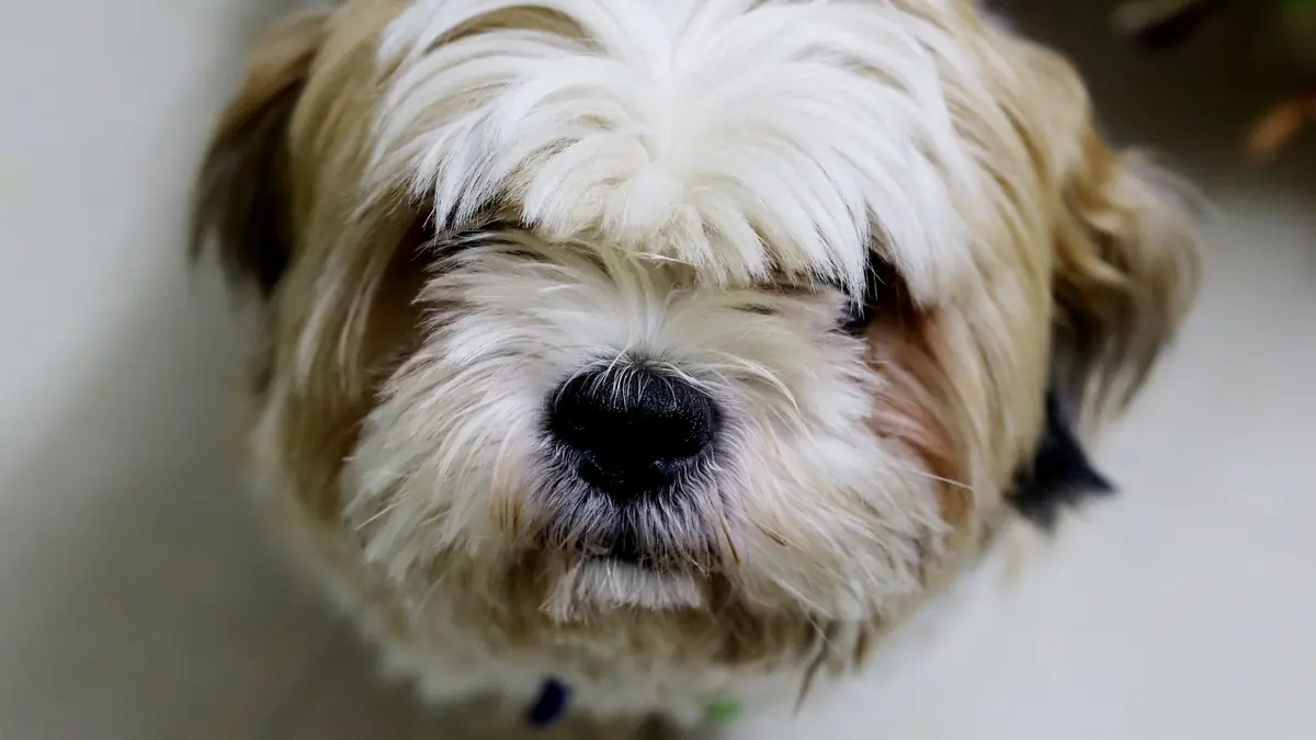 Un perro de pelo largo marrón y blanco mira a la cámara con el copete caído sobre los ojos, que apenas se asoman