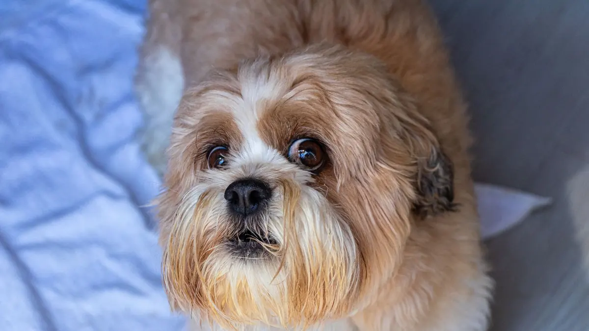 Un perro de pelo marrón y blanco mira hacia arriba, con los ojos abiertos y despejados y la barba larga y clara