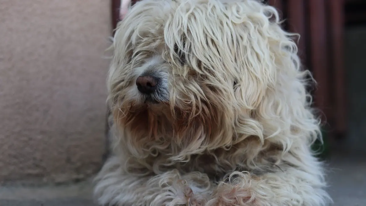 Un perro blanco de pelo largo y desordenado, con mechones enredados que le caen sobre los ojos, echado en el suelo