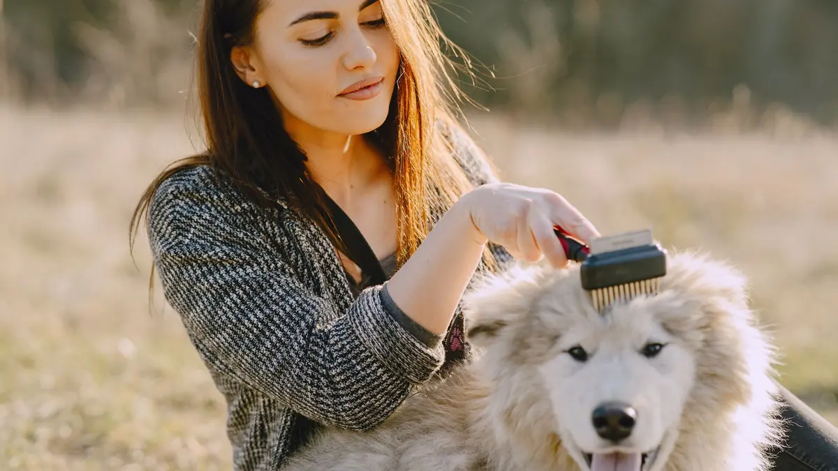 Una mujer cepilla al aire libre la cabeza de un perro blanco de pelo denso y esponjoso