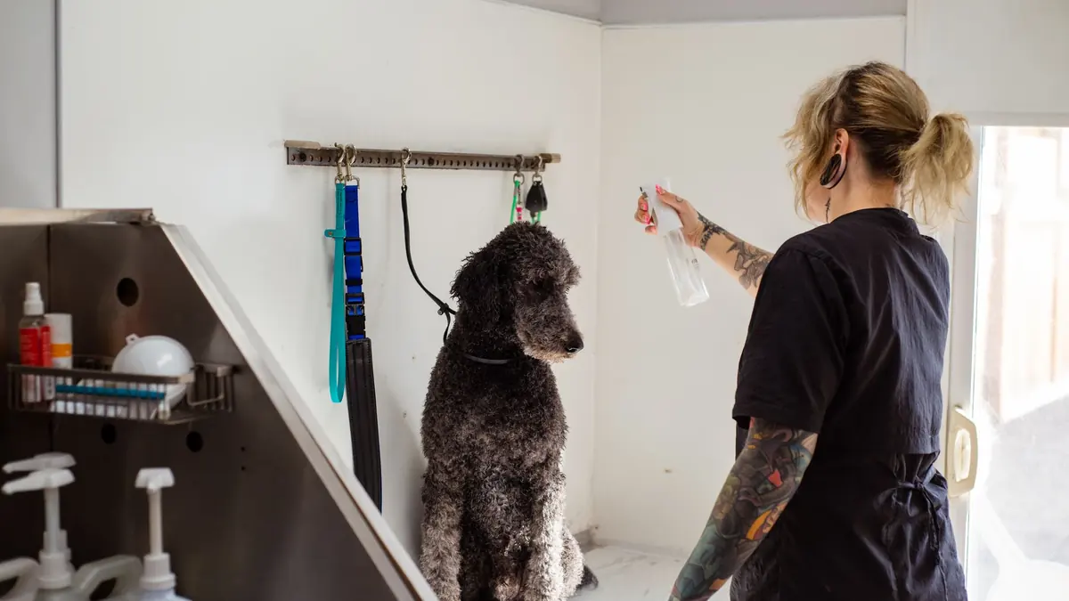 Una peluquera rocía con un pulverizador a un poodle gris de pelo rizado dentro de la bañera de la peluquería