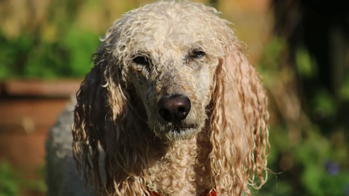 Un poodle de pelo rizado largo, con las orejas cubiertas de rizos, al sol en un jardín