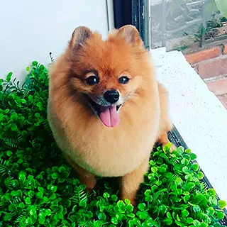 Un perro pequeño de pelo naranja y esponjoso, sentado sobre césped artificial, ya arreglado