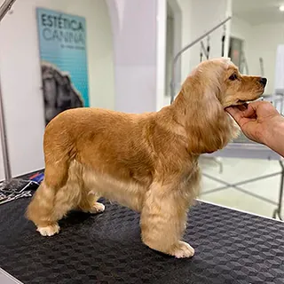 Un cocker spaniel dorado terminado sobre la mesa de peluquería