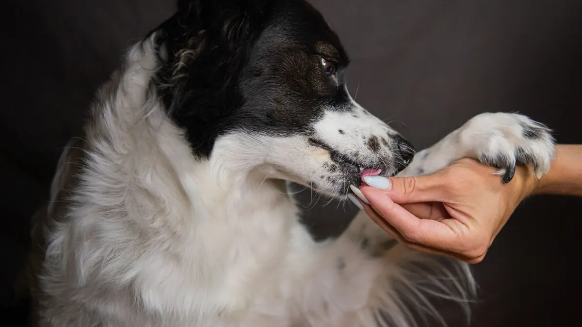 Un perro de pelo blanco y negro apoya una pata en la mano de una persona y le lame los dedos