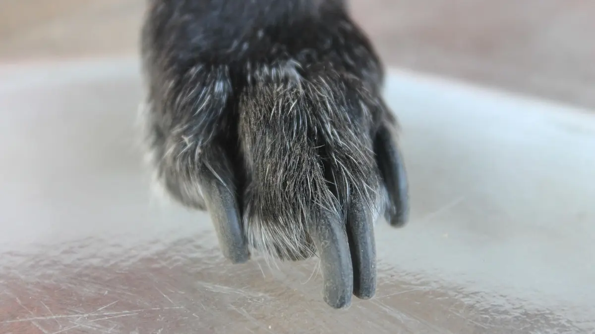 La pata de un perro de pelo oscuro y canoso sobre una superficie lisa, con las uñas negras largas y curvas rozando el apoyo
