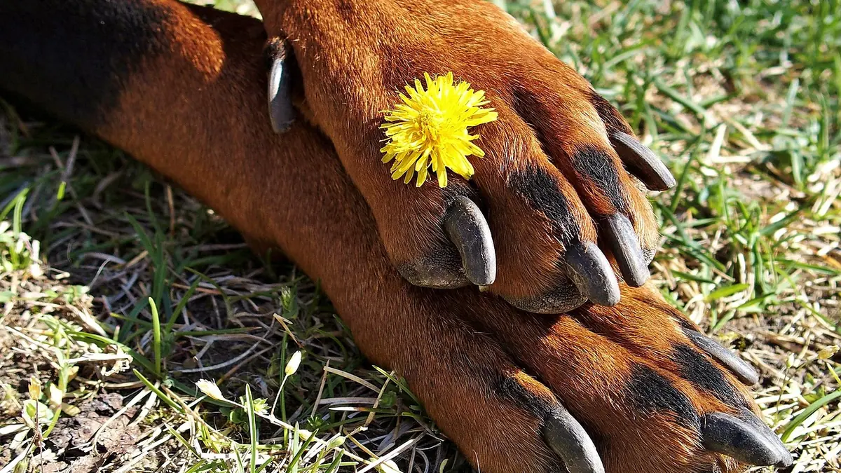 Las patas delanteras de un perro de pelo marrón rojizo cruzadas sobre el césped, con las uñas oscuras y una flor amarilla