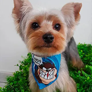 Un yorkshire de orejas paradas con un pañuelo azul