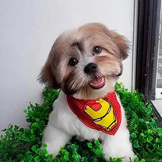 Un shih tzu con la carita recortada y un pañuelo rojo