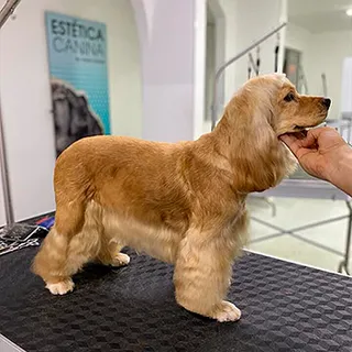 Un cocker de pelo dorado, ya arreglado, de pie sobre la mesa de peluquería