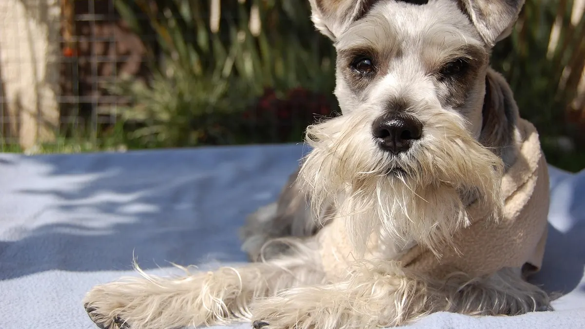 Un schnauzer de pelo claro echado al sol, con una barba larga y espesa