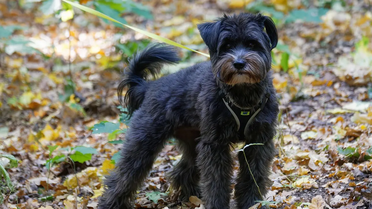 Un perro negro con barba, de pie sobre hojas secas, con el pelo ondulado y parejo en el cuerpo y las patas