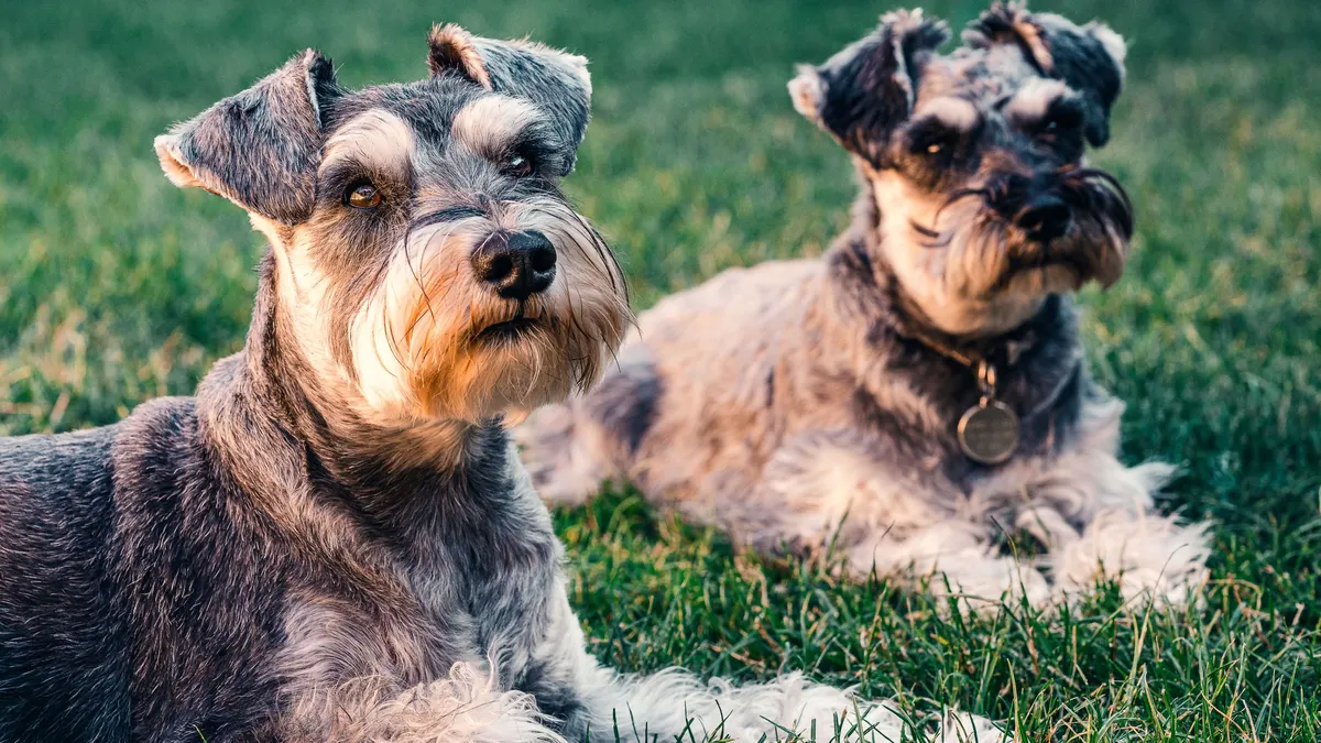 Dos schnauzers echados sobre el césped, con el pelo crecido y despeinado, y las cejas y la barba largas