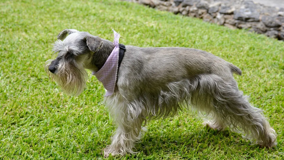 Un schnauzer gris de perfil sobre el césped, con el lomo corto, flecos largos en la panza y las patas, y la barba larga