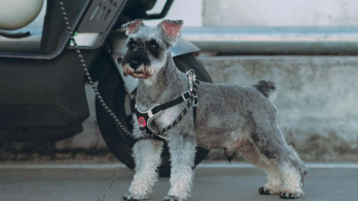 Un schnauzer gris de pie junto a una moto, con el cuerpo corto y parejo, las patas apenas más largas y la barba recortada