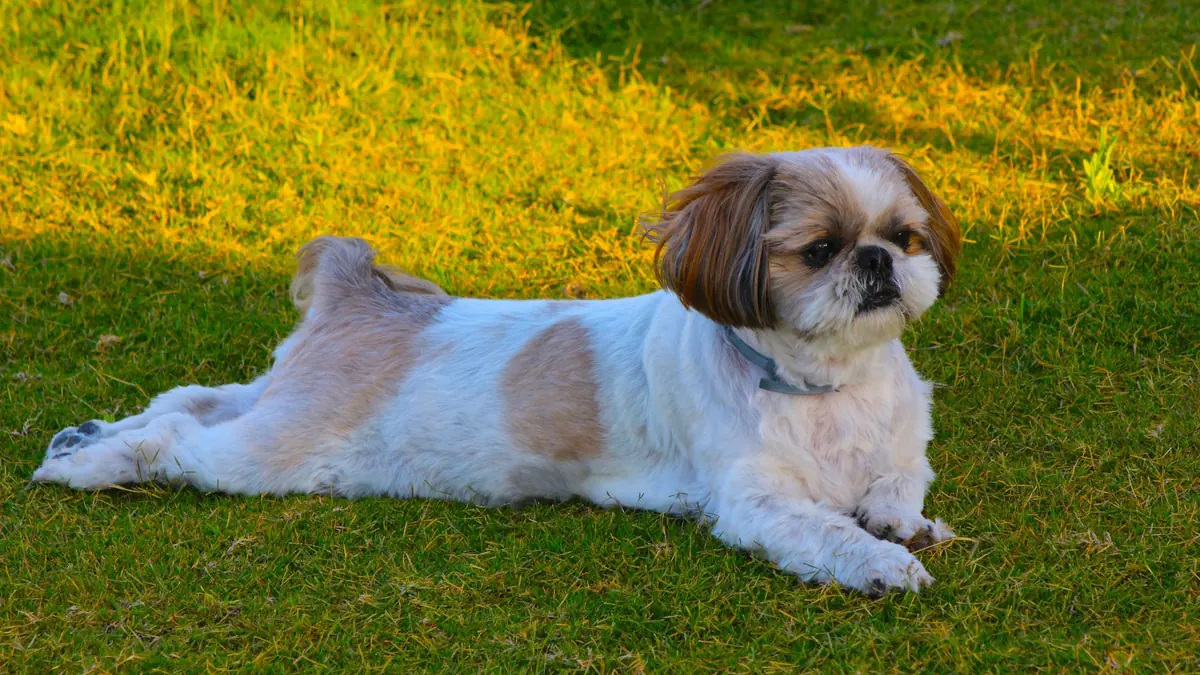 Un shih tzu con el cuerpo corto y las orejas largas, echado en el pasto con el sol de la tarde