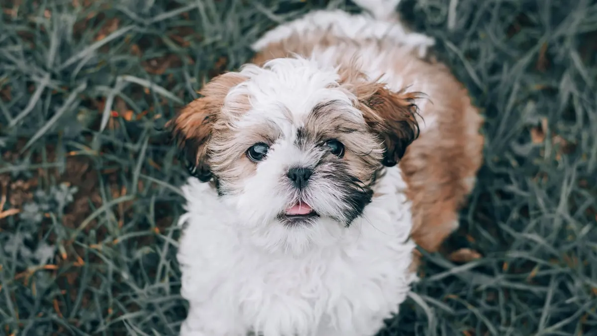 Un cachorro de shih tzu blanco y marrón, con el pelo esponjoso, mira a la cámara desde el pasto