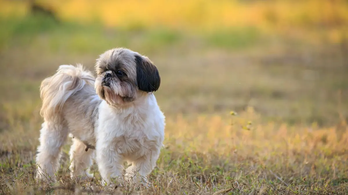 Un shih tzu con el cuerpo y las patas recortados parejos y la cola emplumada, parado en el pasto seco