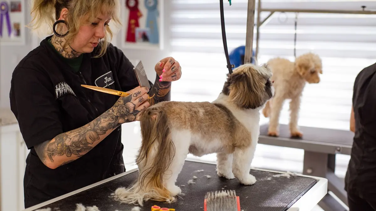 Una peluquera arregla con tijera a un shih tzu de cuerpo corto y cola larga, parado sobre la mesa