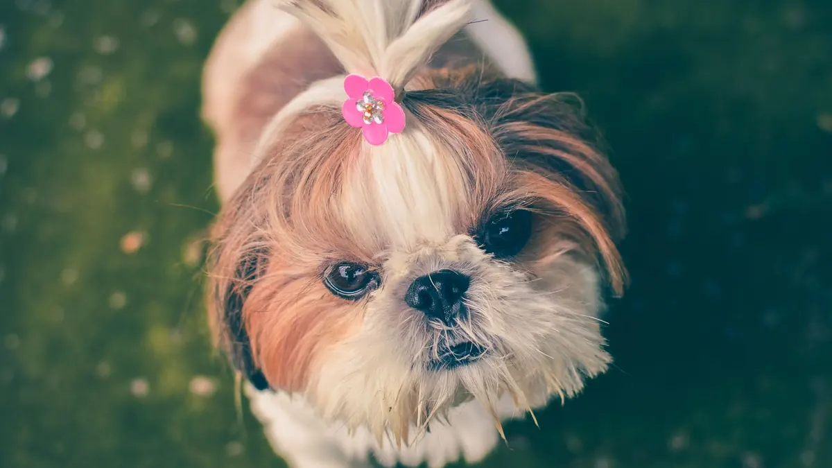 Un shih tzu mira hacia arriba con el pelo de la cabeza atado en un moño con una flor rosa