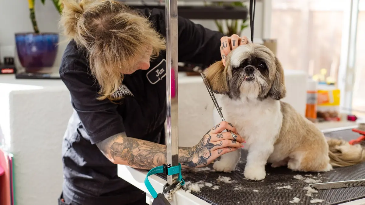 Una peluquera recorta con tijera el pecho de un shih tzu sentado en la mesa de trabajo