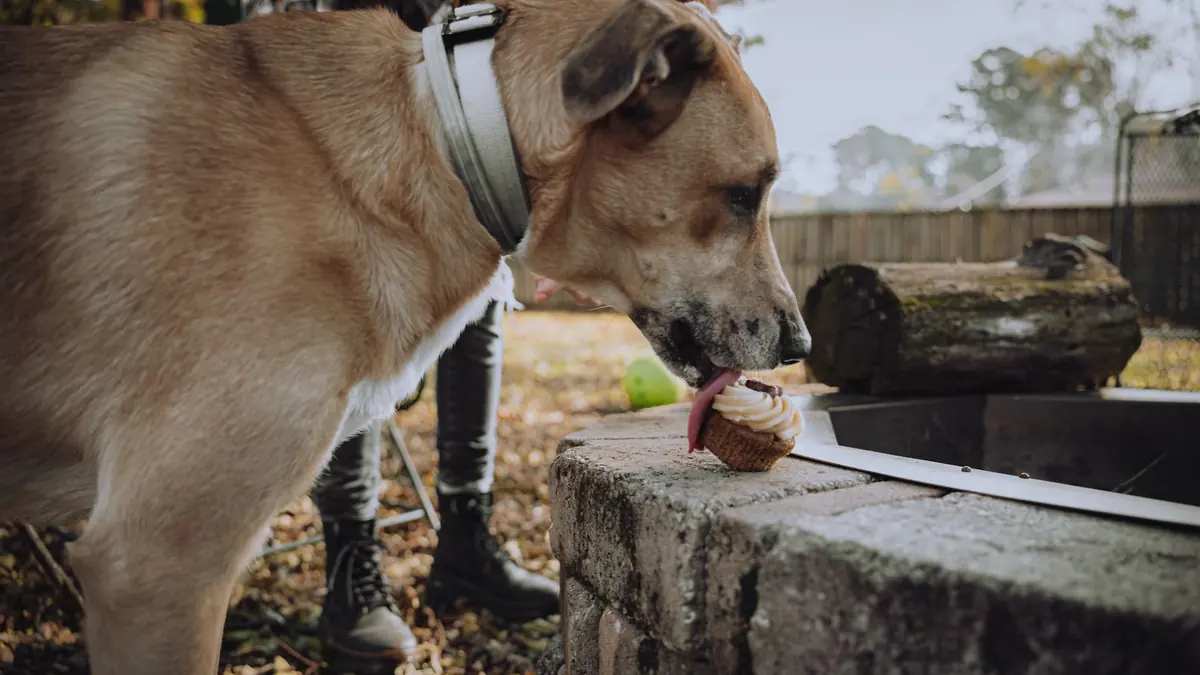 Un perro grande lame un cupcake con crema que todavía lleva su molde de papel, sobre un muro de piedra al aire libre