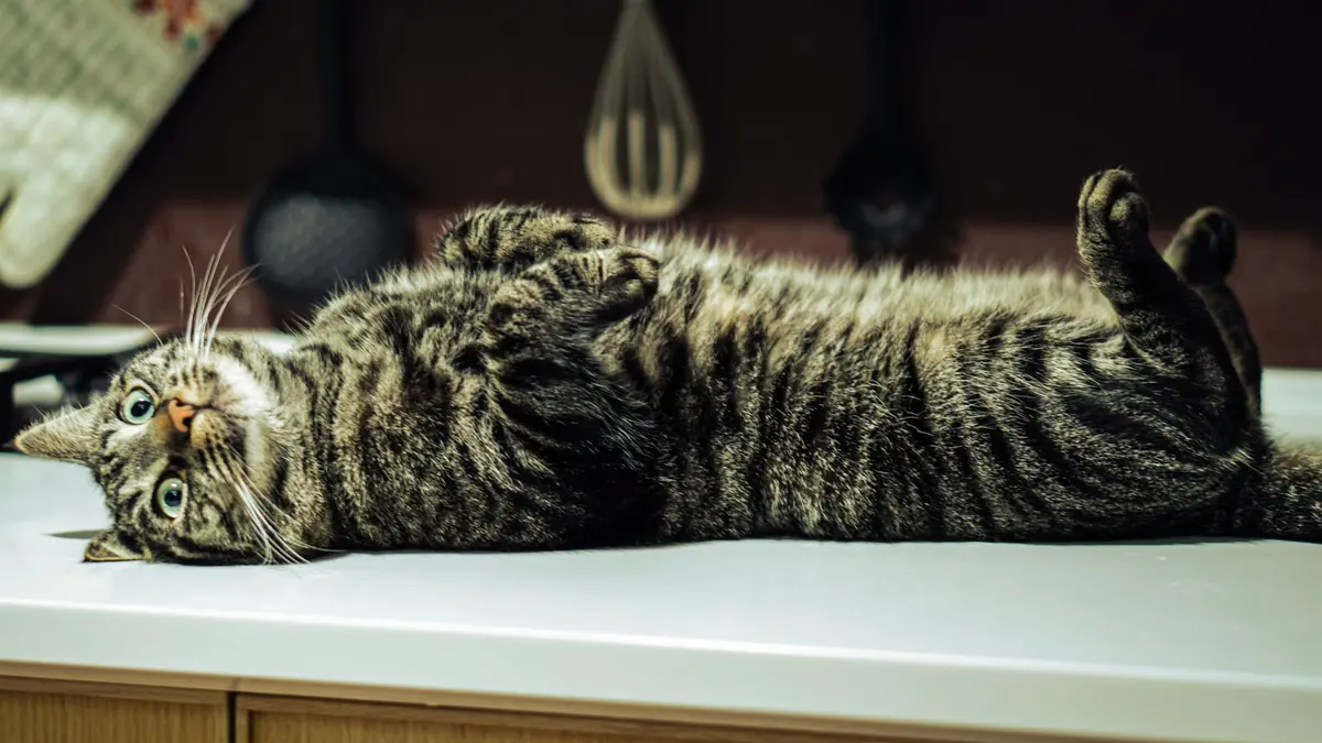 Un gato atigrado acostado boca arriba sobre la superficie de una cocina