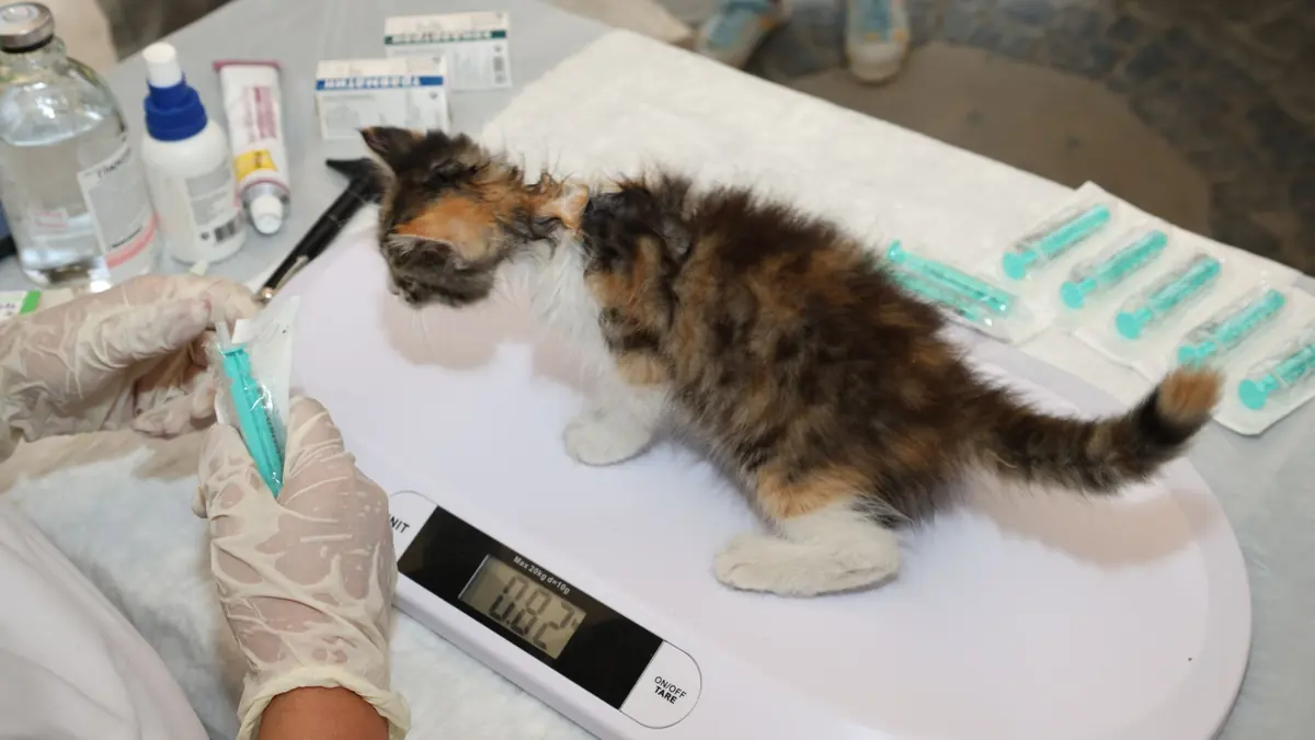 Una persona con guantes pesa a un gatito tricolor en una balanza digital, junto a unas jeringas