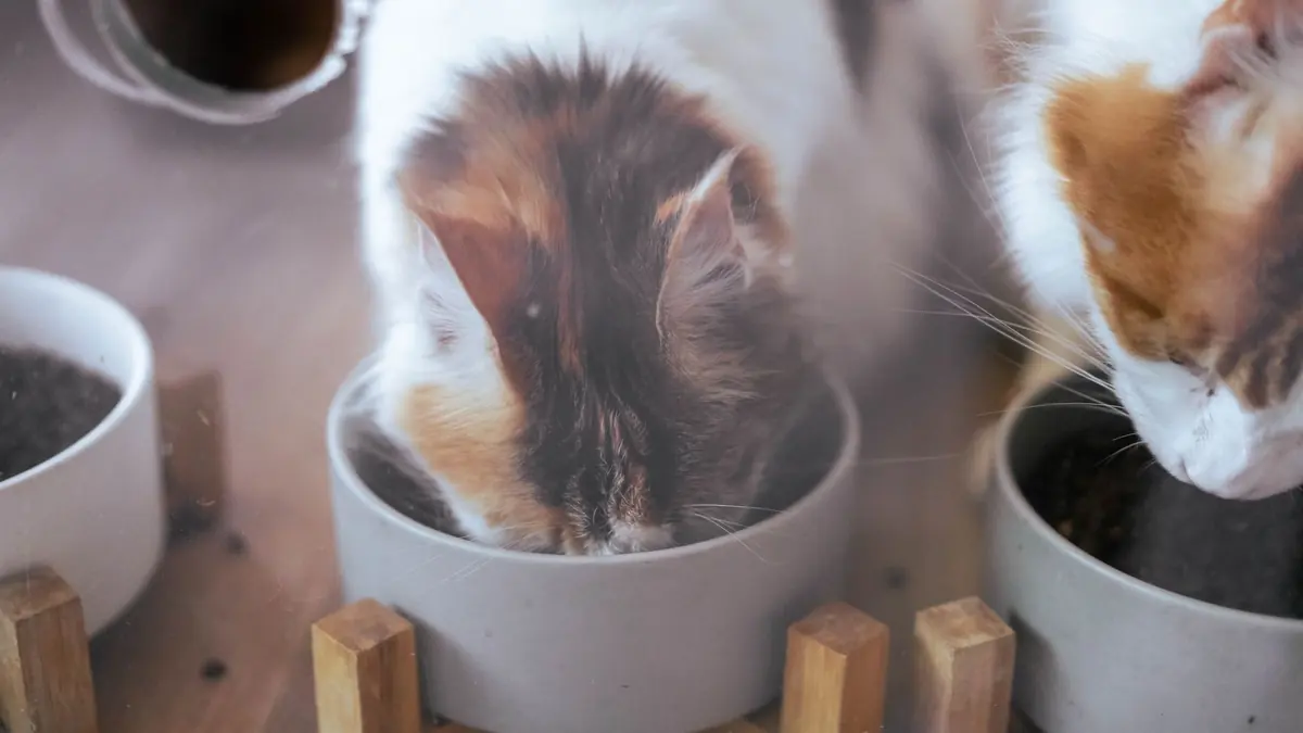 Dos gatos comen de platos grises apoyados en bases de madera