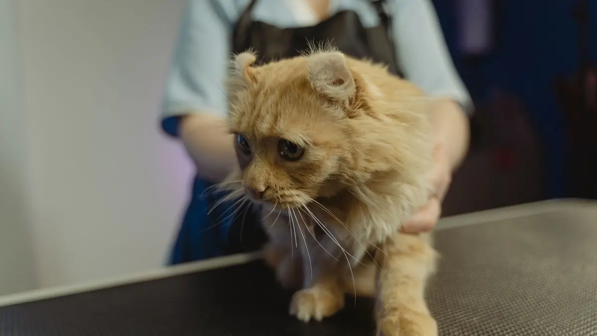 Una persona sostiene a un gato naranja de orejas plegadas sobre una mesa de revisión