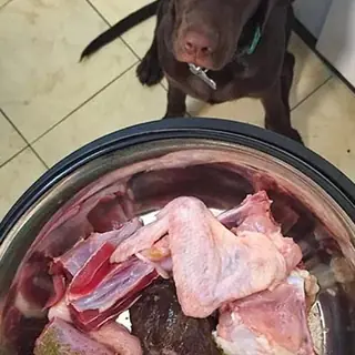 Un labrador chocolate mira su plato de comida cruda, preparado por una alumna del curso