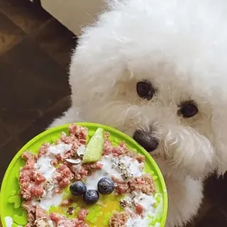 Un bichón frisé frente a su plato con carne picada, huevos de codorniz y arándanos