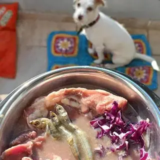 Un perro blanco espera frente a su plato con carne, pescado y repollo morado