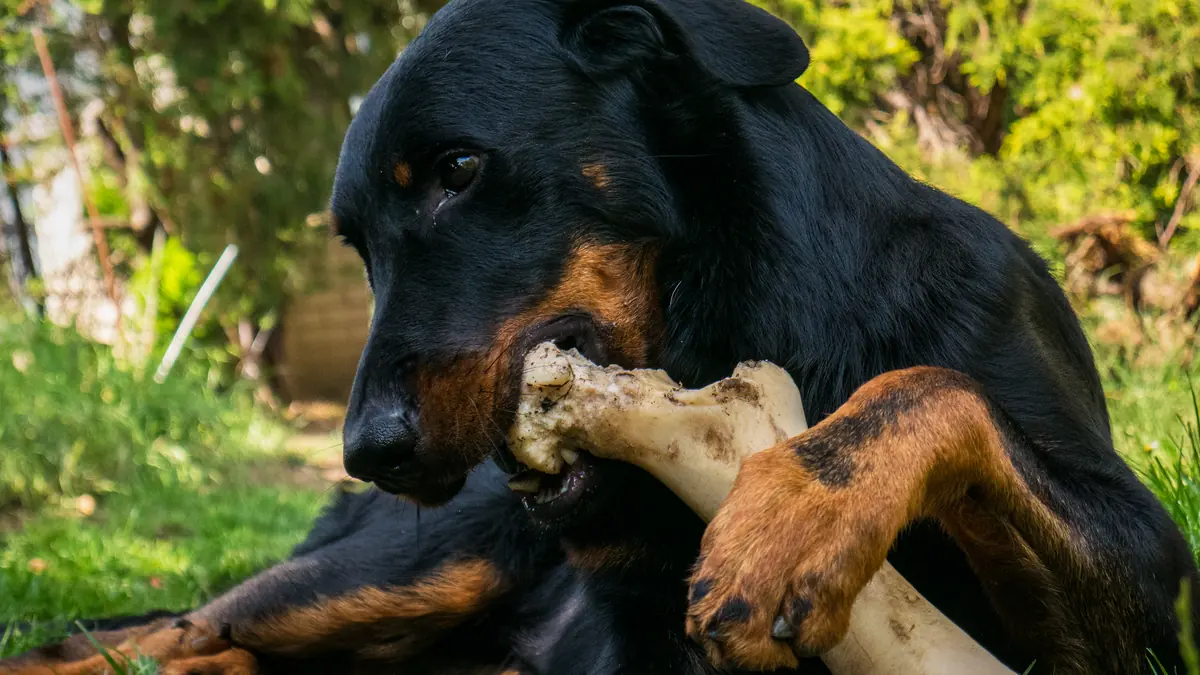 Un perro negro y marrón muerde un hueso grande en el jardín