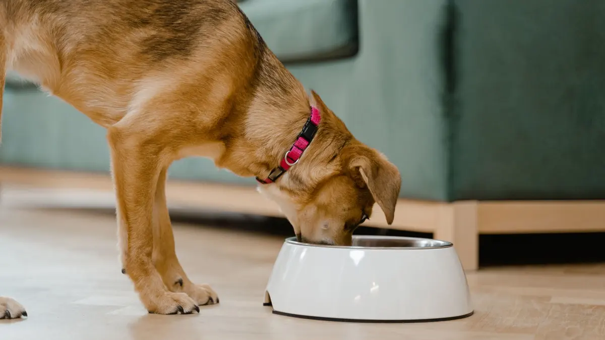 Un perro come de su plato en la sala de su casa