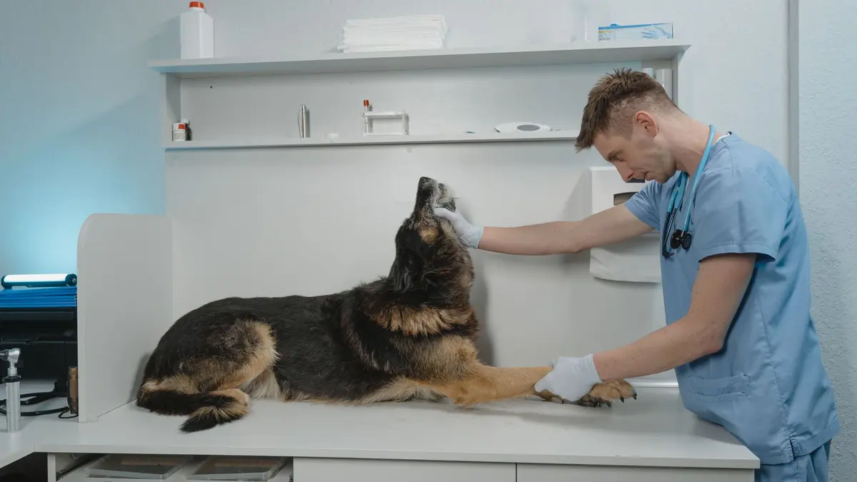 Un veterinario revisa a un pastor alemán en la consulta