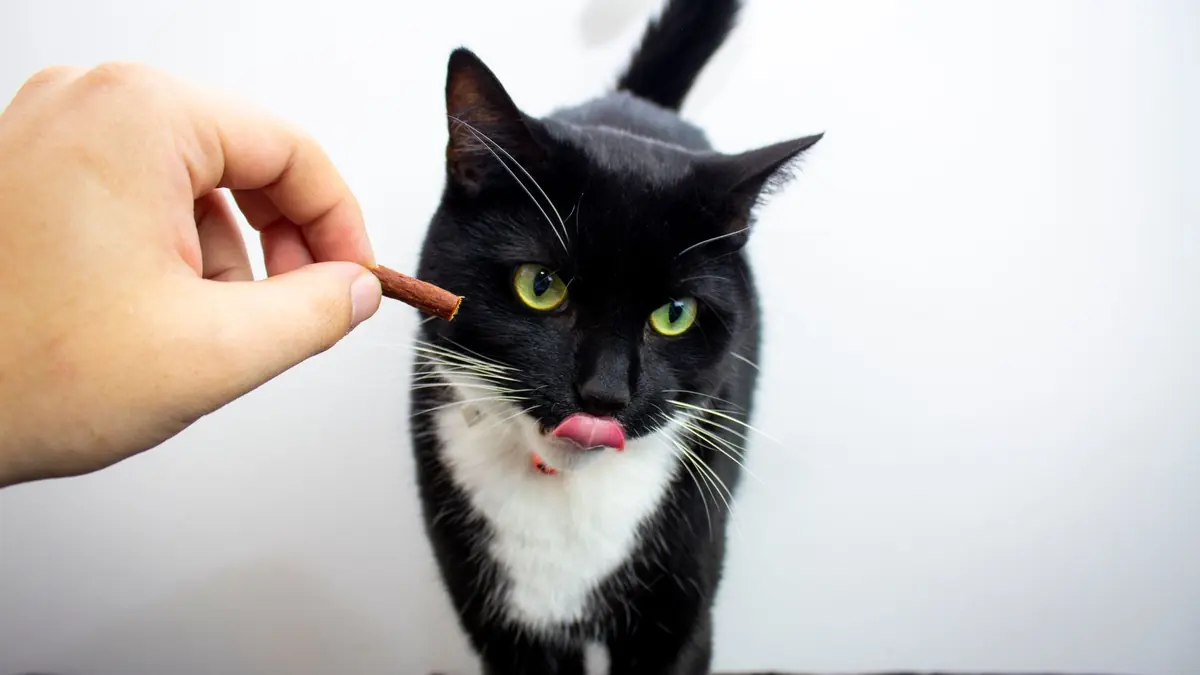 Un gato blanco y negro de ojos verdes se relame frente a una mano que le ofrece un premio en forma de palito