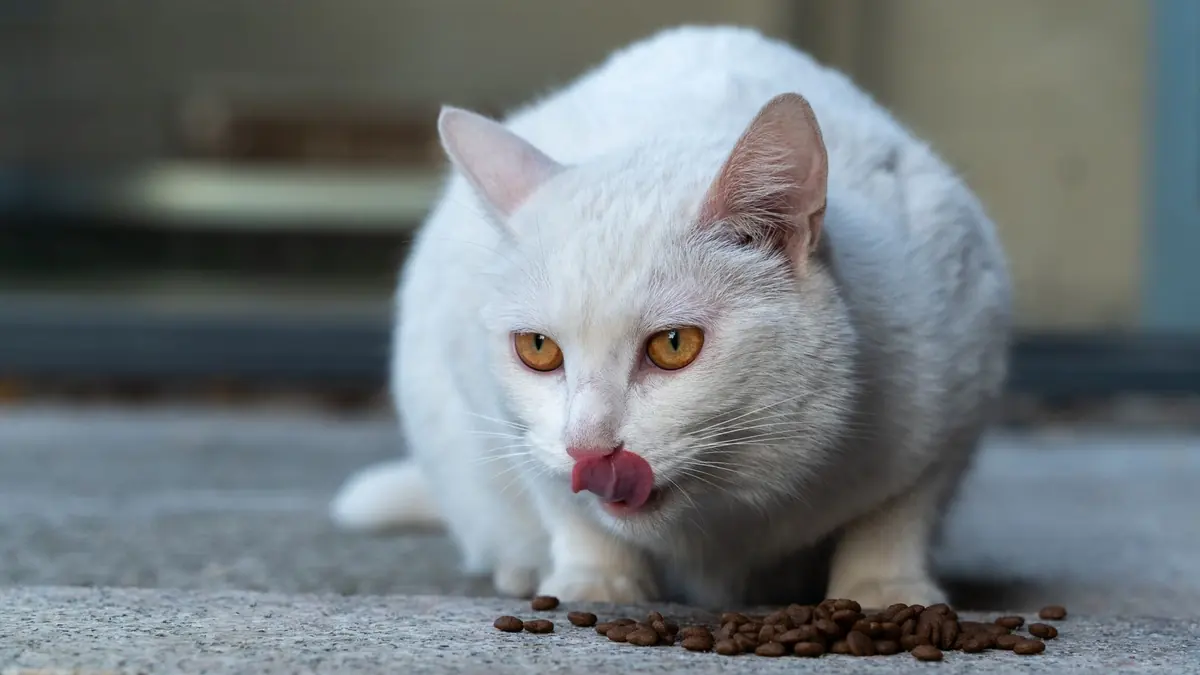 Un gato blanco de ojos color ámbar se relame junto a unas croquetas (pienso) esparcidas en el suelo