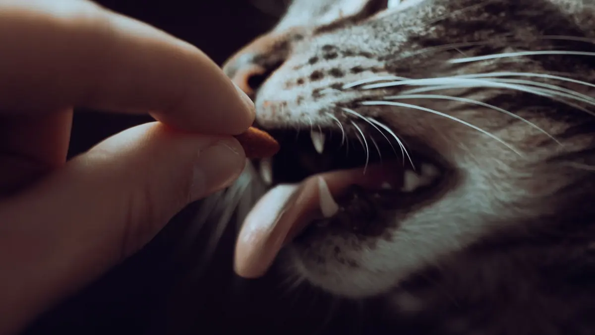 Una mano acerca un premio pequeño a la boca abierta de un gato atigrado, en primer plano y con poca luz