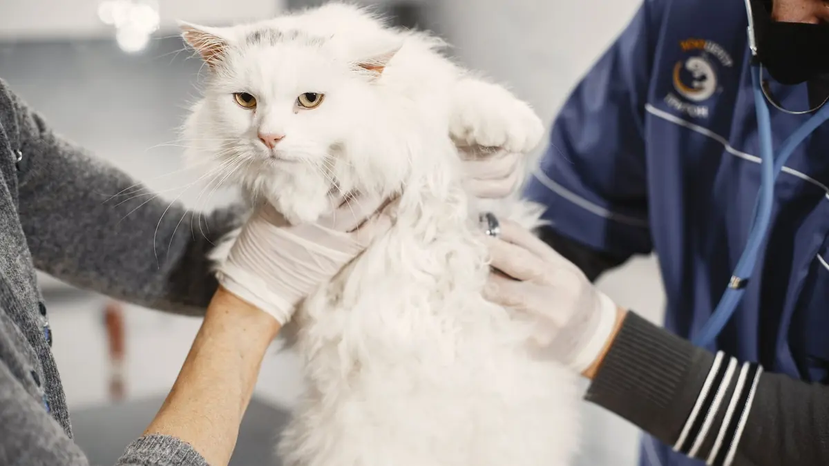 Dos personas con guantes sostienen a un gato blanco de pelo largo, una de ellas con estetoscopio y ropa de clínica