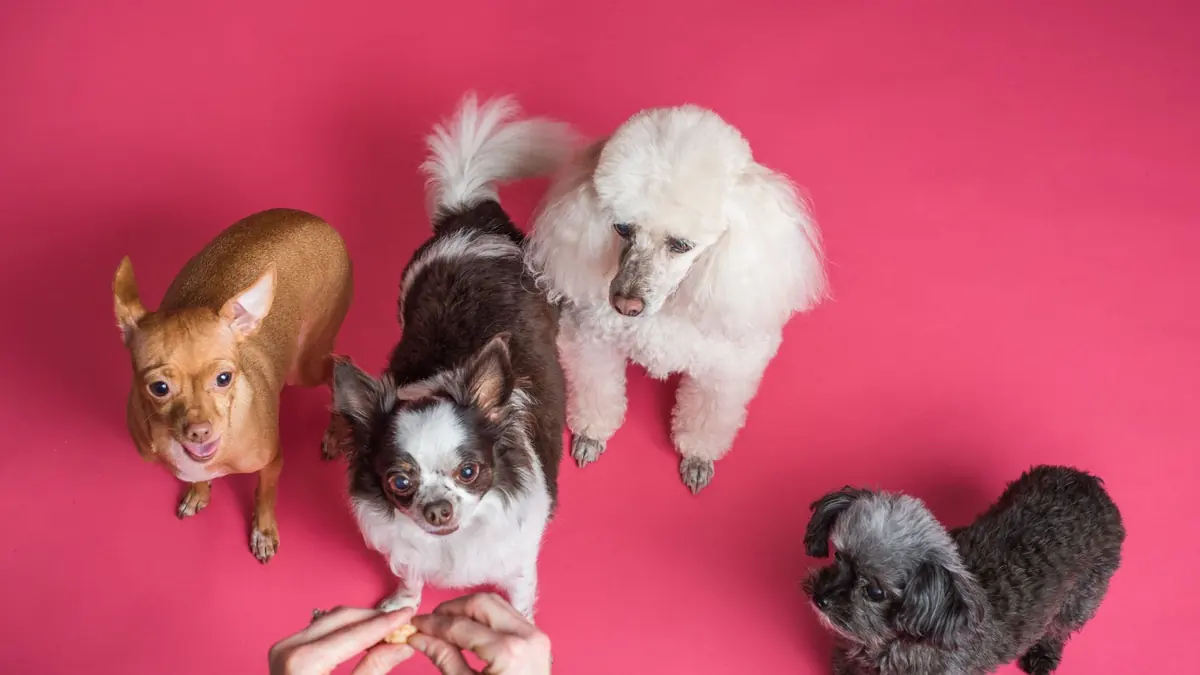 Cuatro perros pequeños sobre un fondo rosa, uno marrón claro, uno blanco y negro, uno blanco de pelo rizado y uno gris oscuro, miran hacia unas manos que sostienen un premio