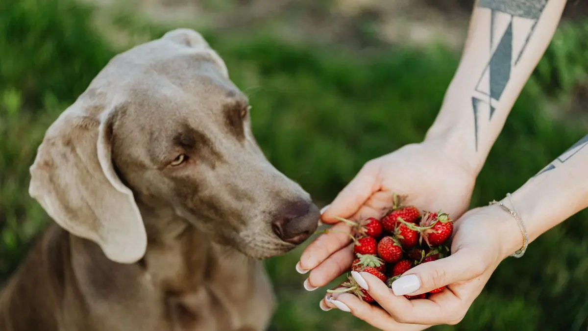 Un perro de pelo gris husmea fresas que una persona sostiene entre las manos, al aire libre