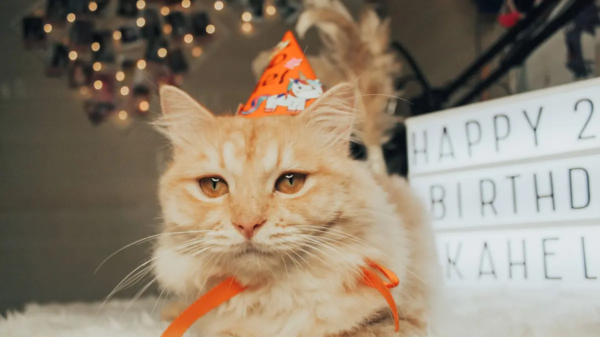Un gato de pelo largo color crema, con un gorro de fiesta naranja y una cinta al cuello, echado sobre una manta blanca junto a un cartel de luz con letras de cumpleaños