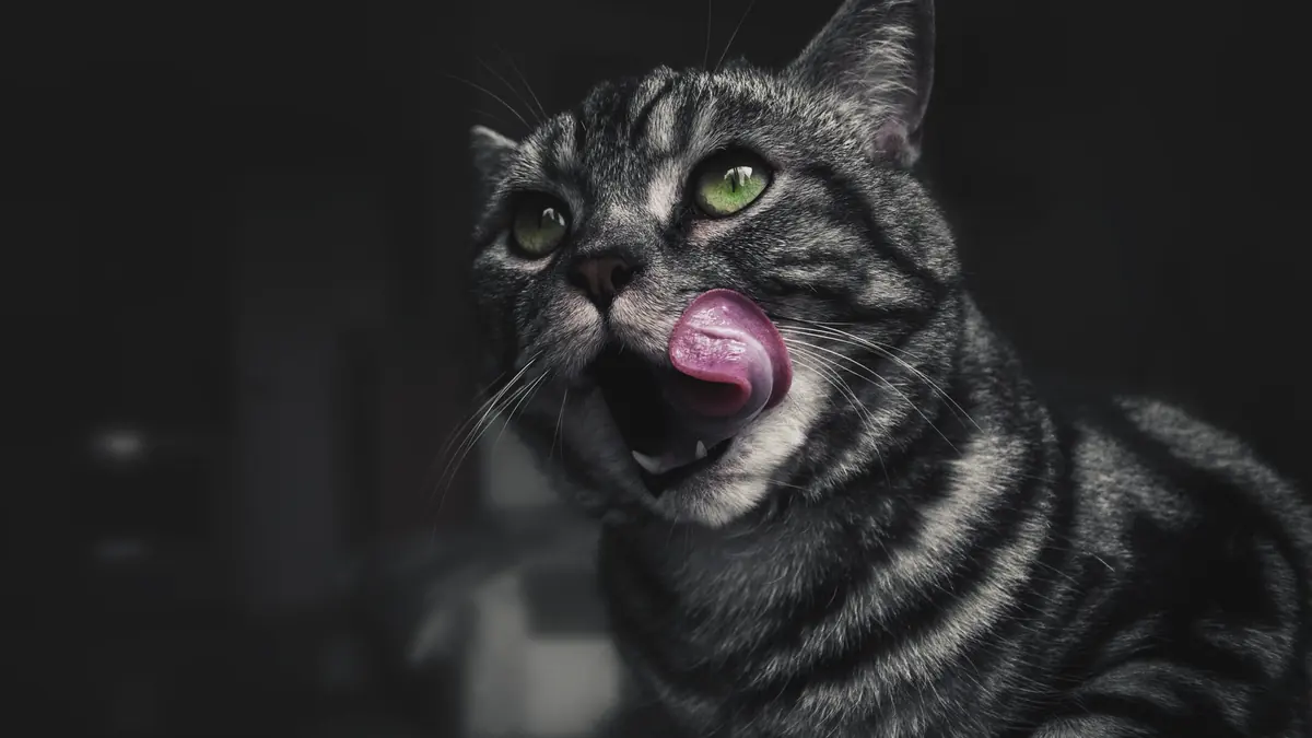 Un gato atigrado gris de ojos verdes saca la lengua y se lame la nariz, sobre un fondo oscuro
