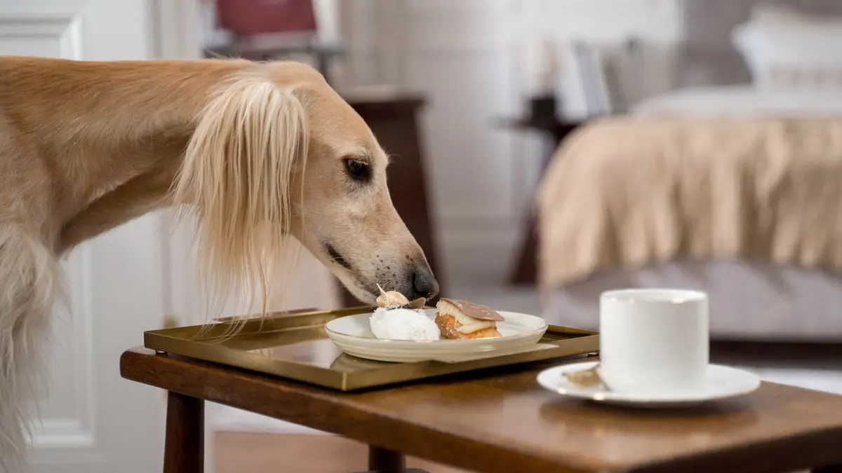 Un perro de pelo largo husmea un postre con crema servido en una bandeja, junto a una taza de café