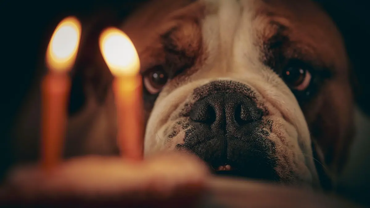Un bulldog inglés mira de cerca dos velas encendidas sobre un pastel de cumpleaños, en penumbra