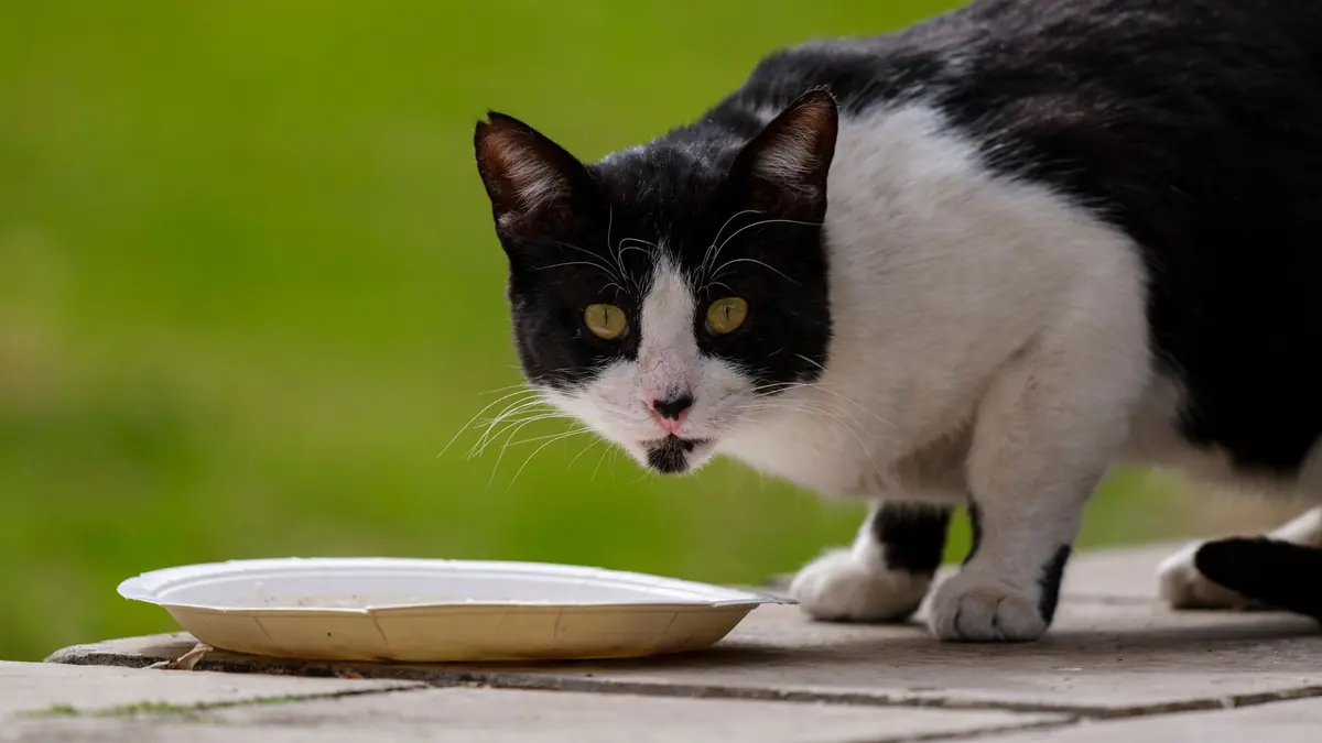 Un gato blanco y negro mira a la cámara junto a un plato vacío, al aire libre