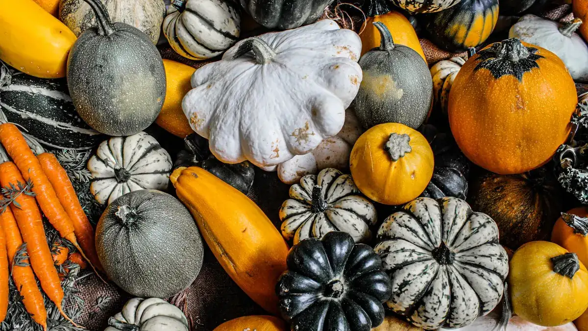 Calabazas de varios tipos y colores junto a un manojo de zanahorias